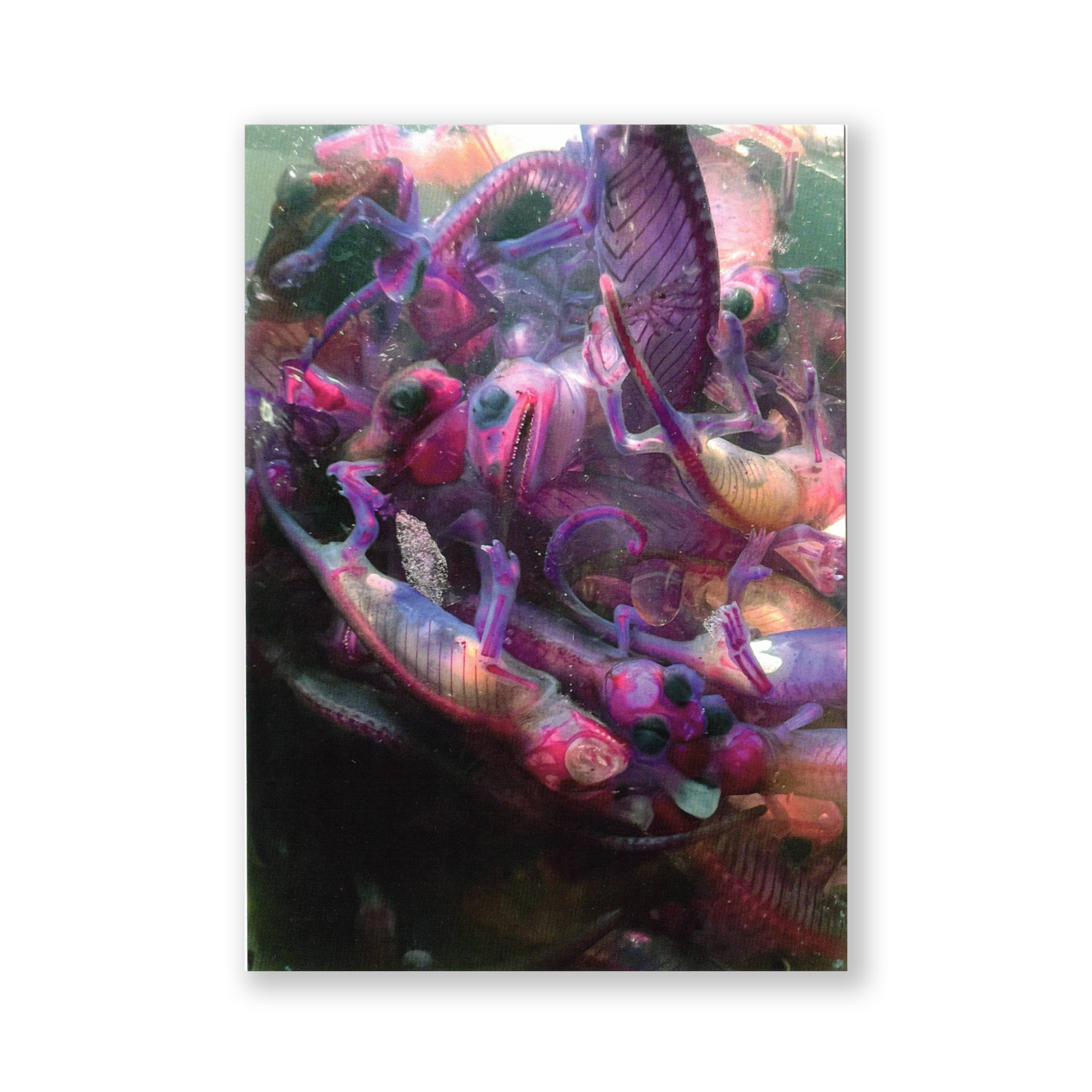 Chameleon